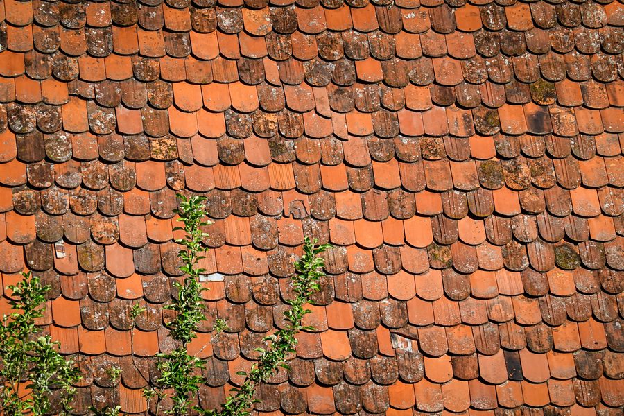 Toiture en tuiles envahie de mousse avant démoussage